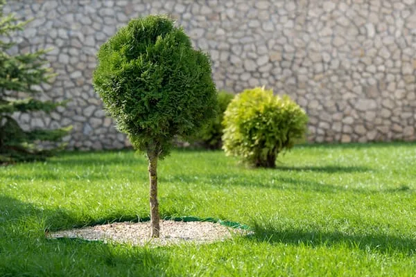 Professional gardening services in North Fife and Dundee Professional gardening services in North Fife and Dundee.